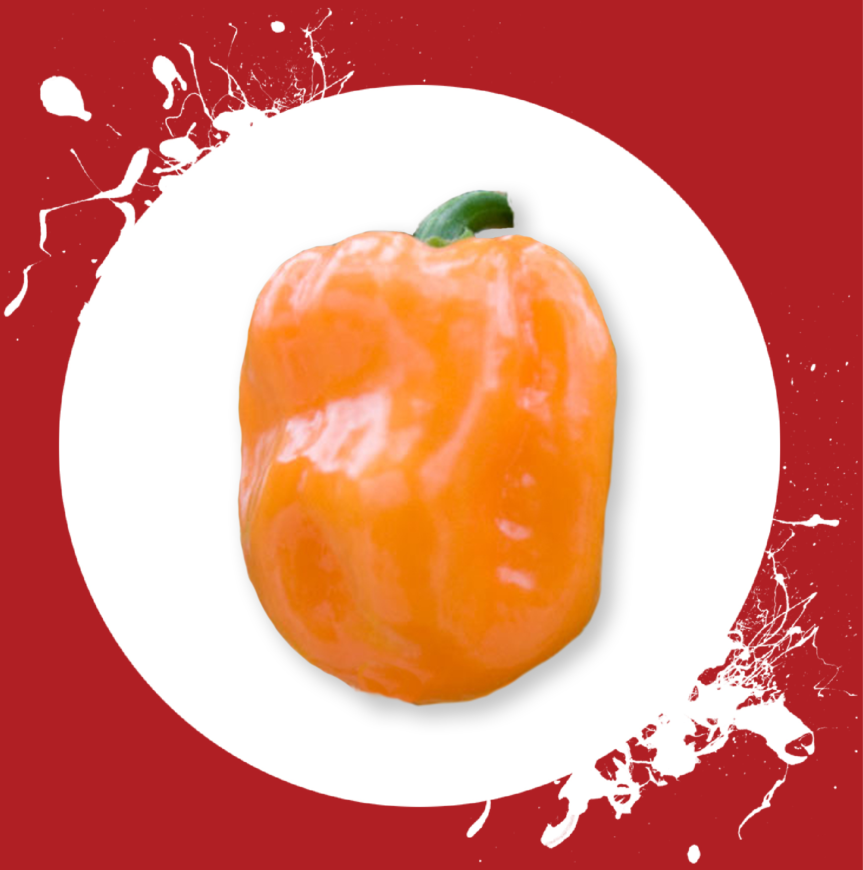 Habanero orange sama